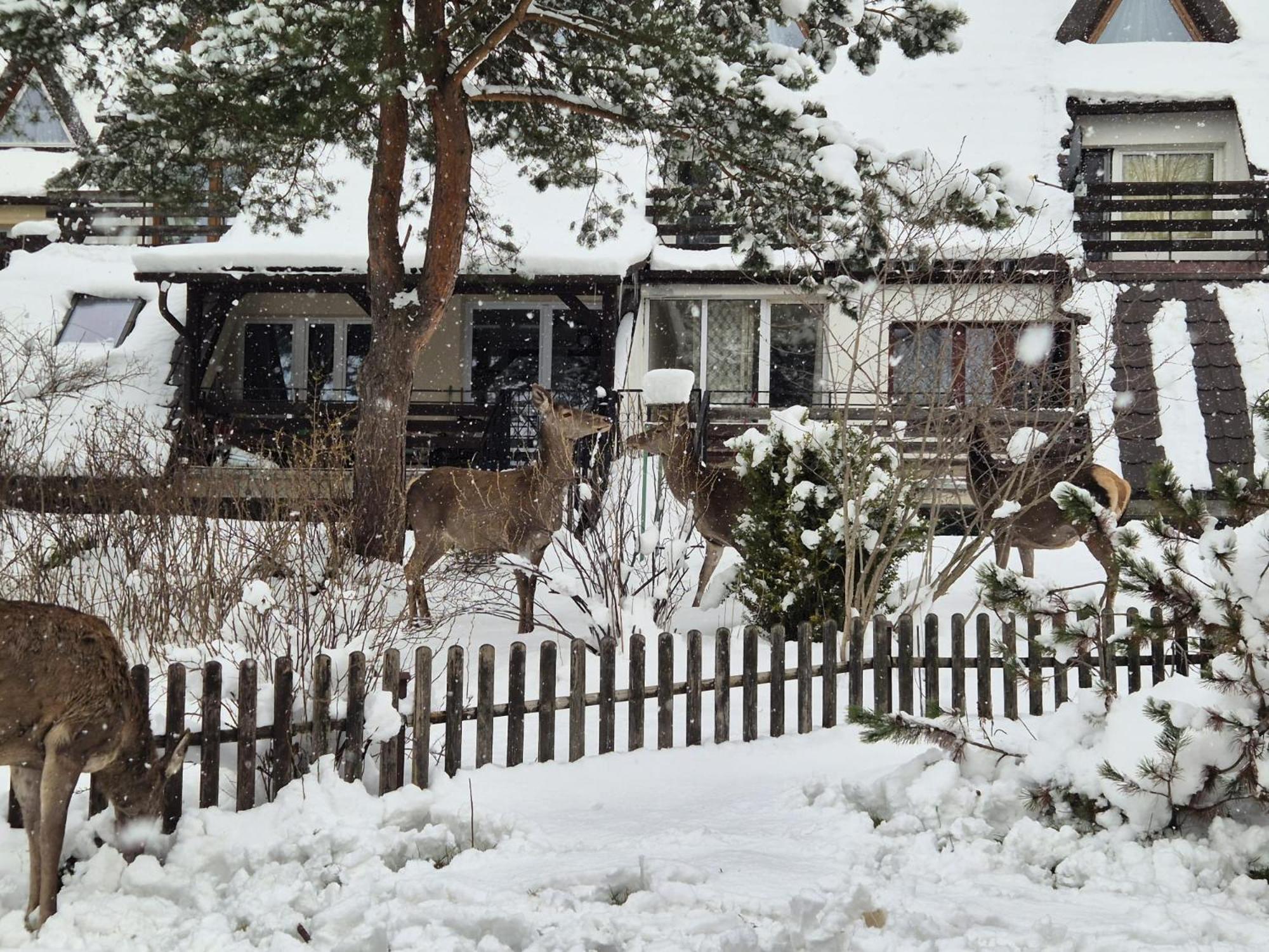 Apartament Wokol Stolu Zakopane Kültér fotó